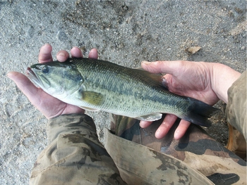 black_bass_01.jpg
